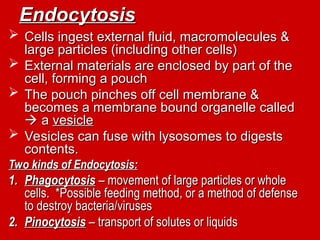 Endocytosis
Endocytosis
 Cells ingest external fluid, macromolecules &
Cells ingest external fluid, macromolecules &
large particles (including other cells)
large particles (including other cells)
 External materials are enclosed by part of the
External materials are enclosed by part of the
cell, forming a pouch
cell, forming a pouch
 The pouch pinches off cell membrane &
The pouch pinches off cell membrane &
becomes a membrane bound organelle called
becomes a membrane bound organelle called

 a
a vesicle
vesicle
 Vesicles can fuse with lysosomes to digests
Vesicles can fuse with lysosomes to digests
contents.
contents.
Two kinds of Endocytosis:
Two kinds of Endocytosis:
1.
1. Phagocytosis
Phagocytosis – movement of large particles or whole
– movement of large particles or whole
cells. *Possible feeding method, or a method of defense
cells. *Possible feeding method, or a method of defense
to destroy bacteria/viruses
to destroy bacteria/viruses
2.
2. Pinocytosis
Pinocytosis – transport of solutes or liquids
– transport of solutes or liquids
 