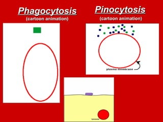 Phagocytosis
Phagocytosis
(cartoon animation)
(cartoon animation)
Pinocytosis
Pinocytosis
(cartoon animation)
(cartoon animation)
 