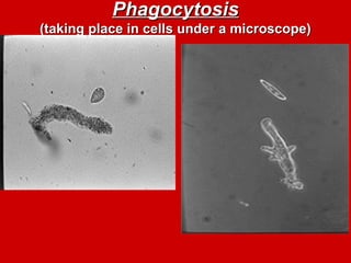 Phagocytosis
Phagocytosis
(taking place in cells under a microscope)
(taking place in cells under a microscope)
 