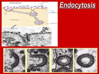 Endocytosis
Endocytosis
 