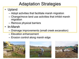 Adaptation Strategies
• Upland
– Adopt activities that facilitate marsh migration
– Change/move land use activities that inhibit marsh
migration
– Remove physical barriers
• In-Marsh
– Drainage improvements (small creek excavation)
– Elevation enhancement
– Erosion control along marsh edge
 