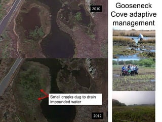 Gooseneck
Cove adaptive
management
Small creeks dug to drain
impounded water
2010
2012
 