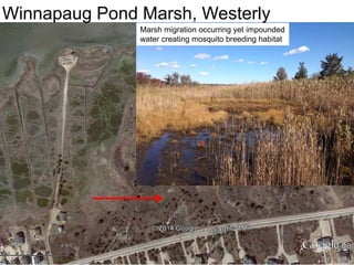 Winnapaug Pond Marsh, Westerly
Marsh migration occurring yet impounded
water creating mosquito breeding habitat
 