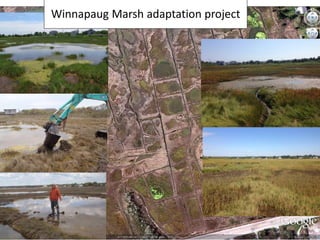 Winnapaug Marsh adaptation project
 