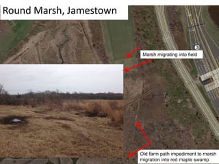 Round Marsh, Jamestown
Old farm path impediment to marsh
migration into red maple swamp
Marsh migrating into field
 