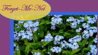 Forget-Me-Not
 