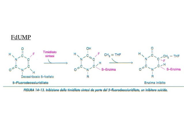 6afolato b12