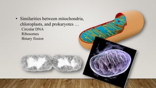 • Similarities between mitochondria,
chloroplasts, and prokaryotes …
Circular DNA
Ribosomes
Binary fission
 