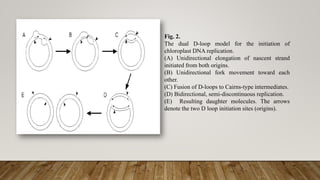 D Loop Model Plastid NEW.pptx