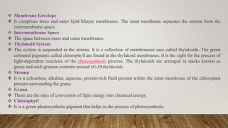  Membrane Envelope
 It comprises inner and outer lipid bilayer membranes. The inner membrane separates the stroma from the
intermembrane space.
 Intermembrane Space
 The space between inner and outer membranes.
 Thylakoid System
 The system is suspended in the stroma. It is a collection of membranous sacs called thylakoids. The green
coloured pigments called chlorophyll are found in the thylakoid membranes. It is the sight for the process of
light-dependent reactions of the photosynthesis process. The thylakoids are arranged in stacks known as
grana and each granum contains around 10-20 thylakoids.
 Stroma
 It is a colourless, alkaline, aqueous, protein-rich fluid present within the inner membrane of the chloroplast
present surrounding the grana.
 Grana
 These are the sites of conversion of light energy into chemical energy.
 Chlorophyll
 It is a green photosynthetic pigment that helps in the process of photosynthesis.
 
