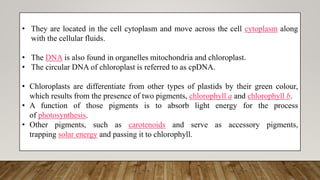 • They are located in the cell cytoplasm and move across the cell cytoplasm along
with the cellular fluids.
• The DNA is also found in organelles mitochondria and chloroplast.
• The circular DNA of chloroplast is referred to as cpDNA.
• Chloroplasts are differentiate from other types of plastids by their green colour,
which results from the presence of two pigments, chlorophyll a and chlorophyll b.
• A function of those pigments is to absorb light energy for the process
of photosynthesis.
• Other pigments, such as carotenoids and serve as accessory pigments,
trapping solar energy and passing it to chlorophyll.
 