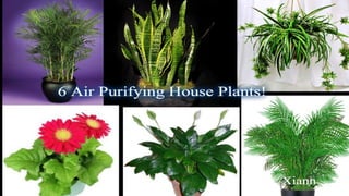 6 air purifying house plants