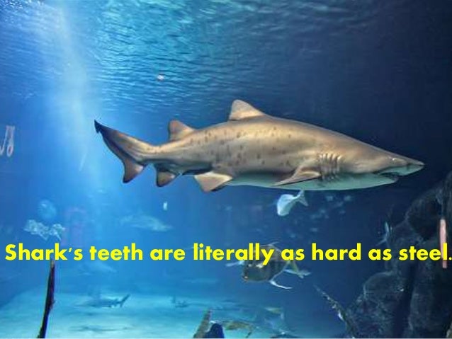 Fish facts