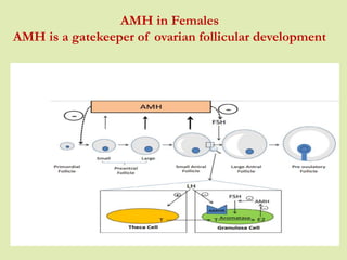Amh Development 6 amh 6 | PPTX