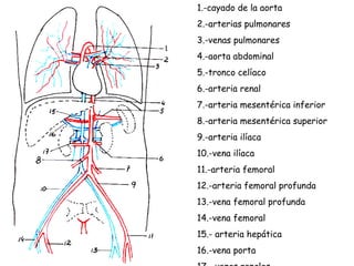 1.-cayado de la aorta 2.-arterias pulmonares 3.-venas pulmonares 4.-aorta abdominal 5.-tronco celíaco 6.-arteria renal 7.-arteria mesentérica inferior 8.-arteria mesentérica superior 9.-arteria ilíaca 10.-vena ilíaca  11.-arteria femoral 12.-arteria femoral profunda 13.-vena femoral profunda 14.-vena femoral 15.- arteria hepática 16.-vena porta 17.- venas renales 