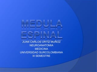 JUAN CARLOS ORTIZ MUÑOZ
NEUROANATOMIA
MEDICINA
UNIVERSIDAD SURCOLOMBIANA
III SEMESTRE
 