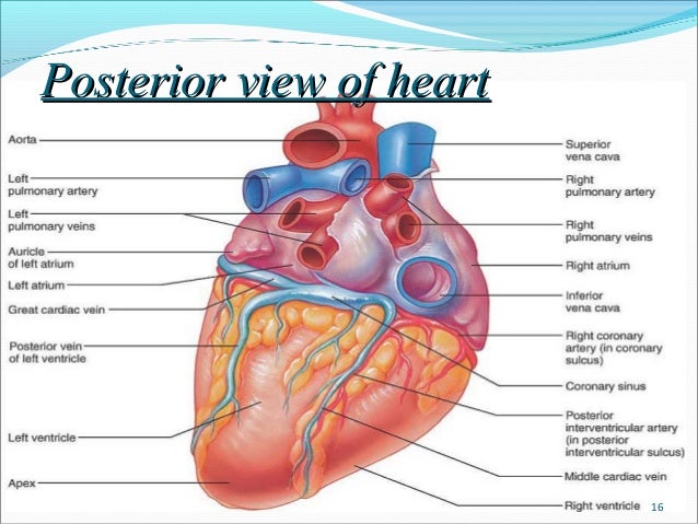 Anatomy Of Heart Anatomy Of Heart