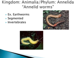  Ex. Earthworms
 Segmented
 Invertebrates
 