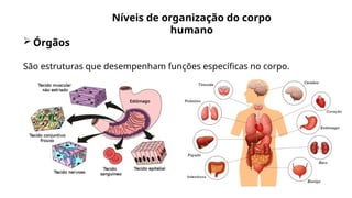 Níveis de Organização do Corpo Humano: Células, Tecidos, Órgãos e ...