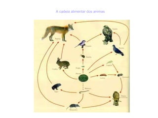 A cadeia alimentar dos animas  