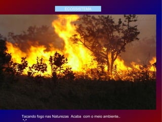 ECOSSISTEMA Tacando fogo nas Naturezas  Acaba  com o meio ambiente.. *-* 