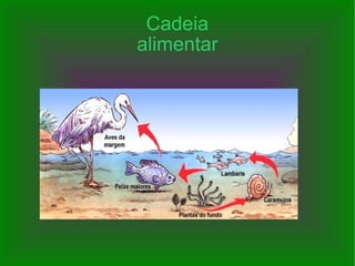 Cadeia alimentar 