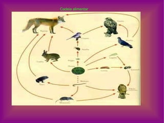 Cadeia alimentar 