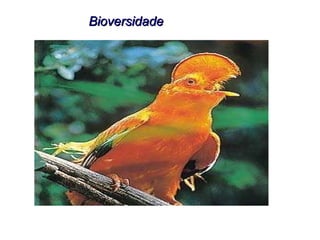 Bioversidade 
