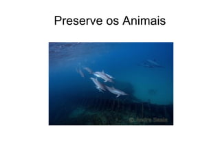 Preserve os Animais 