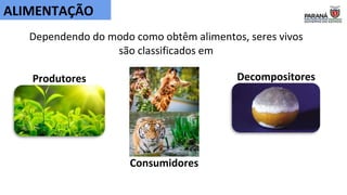 Dependendo do modo como obtêm alimentos, seres vivos
são classificados em
Produtores
Consumidores
Decompositores
ALIMENTAÇÃO
 