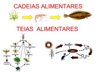 CADEIAS ALIMENTARES
TEIAS ALIMENTARES
 