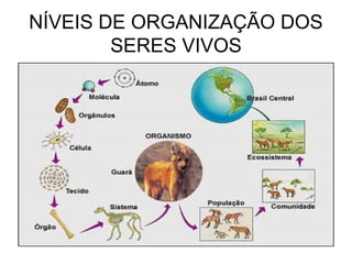 NÍVEIS DE ORGANIZAÇÃO DOS
SERES VIVOS
 