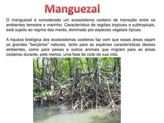 O manguezal é considerado um ecossistema costeiro de transição entre os
ambientes terrestre e marinho. Característico de regiões tropicais e subtropicais,
está sujeito ao regime das marés, dominado por espécies vegetais típicas.
A riqueza biológica dos ecossistemas costeiros faz com que essas áreas sejam
os grandes "berçários" naturais, tanto para as espécies características desses
ambientes, como para peixes e outros animais que migram para as áreas
costeiras durante, pelo menos, uma fase do ciclo de sua vida.
 