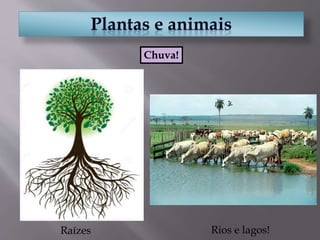 Raízes Rios e lagos!
Chuva!
 