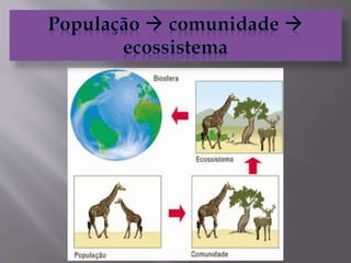 6 ano Ecologia