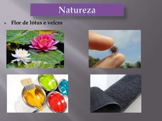  Flor de lótus e velcro
 