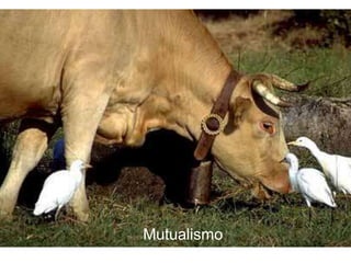Mutualismo
 