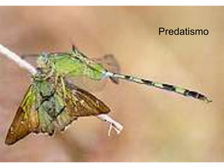 Predatismo
 