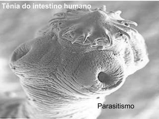 Tênia do intestino humano




                            Parasitismo
 