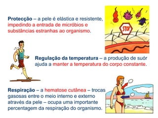 A pele apresenta funções de diferentes naturezas:Sensação – as terminações nervosas existentes na derme permitem a recepção de estímulos externos, tais como a dor e a temperatura.Secreção – a pele produz várias substâncias com importância para o organismo, nomeadamente a melanina, que “dá” cor, e o sebo, que permite a elasticidade.