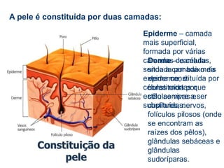 A cor da pele é determinada por um pigmento – melanina – que também protege o organismo dos raios ultra-violeta do sol.