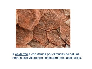A pele é constituída por duas camadas:Epiderme – camada mais superficial, formada por várias camadas de células, sendo a camada mais externa constituída por células mortas que estão sempre a ser substituídas. Derme – camada situada por baixo da epiderme, é constituída por células vivas e capilares, nervos, folículos pilosos (onde se encontram as raízes dos pêlos), glândulas sebáceas e glândulas sudoríparas.Constituição da pele