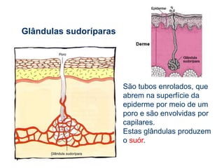 A epiderme é constituída por camadas de células mortas que vão sendo continuamente substituídas.