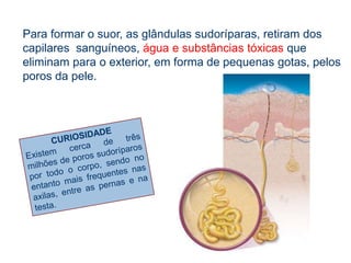 Glândulas sudoríparasSão tubos enrolados, que abrem na superfície da epiderme por meio de um poro e são envolvidas por capilares.Estas glândulas produzem o suór.