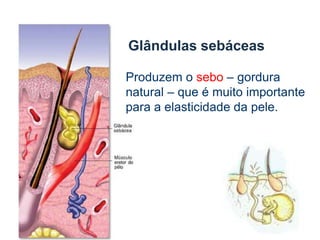 O suor é importante não só porque elimina substâncias tóxicas, mas também porque ajuda na regulação datemperatura do corpo.Quando o suor é eliminado, fica sobre a pele e arrefece devido ao contacto com o ar, como consequência, dá-se o arrefecimento da pele.
