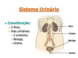 Sistema UrinárioFunção:Filtra as substâncias tóxicas que estão no sangue e que resultam da actividade das células; Produz urina nos rins e envia-a para o exterior.