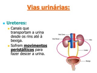 Formação da urinaOs rins retiram do sangue as substâncias tóxicas que vão formar a urina;	A urina é composta por:   - 95% de água   - 2 % de ureia    - 3% de outras substâncias (minerais e ácido úrico)