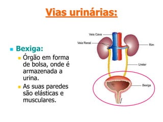 Vias urinárias:Ureteres:Canais que transportam a urina desde os rins até à bexiga. Sofrem movimentos peristálticos para fazer descer a urina.