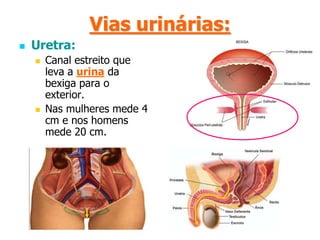 Vias urinárias:Bexiga:Órgão em forma de bolsa, onde é armazenada a urina.As suas paredes são elásticas e musculares.