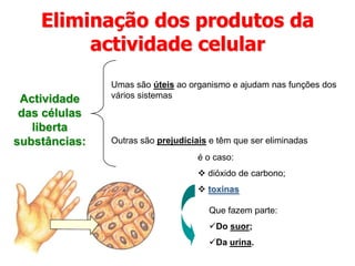 Eliminação dos produtos da actividade celularUmas são úteis ao organismo e ajudam nas funções dos vários sistemasActividade das células liberta substâncias:Outras são prejudiciais e têm que ser eliminadasé o caso: dióxido de carbono;